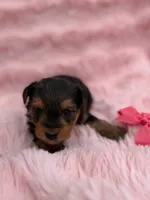 Levy, a female Yorkshire Terrier for sale in Sioux Center, IA – 1 of 1
