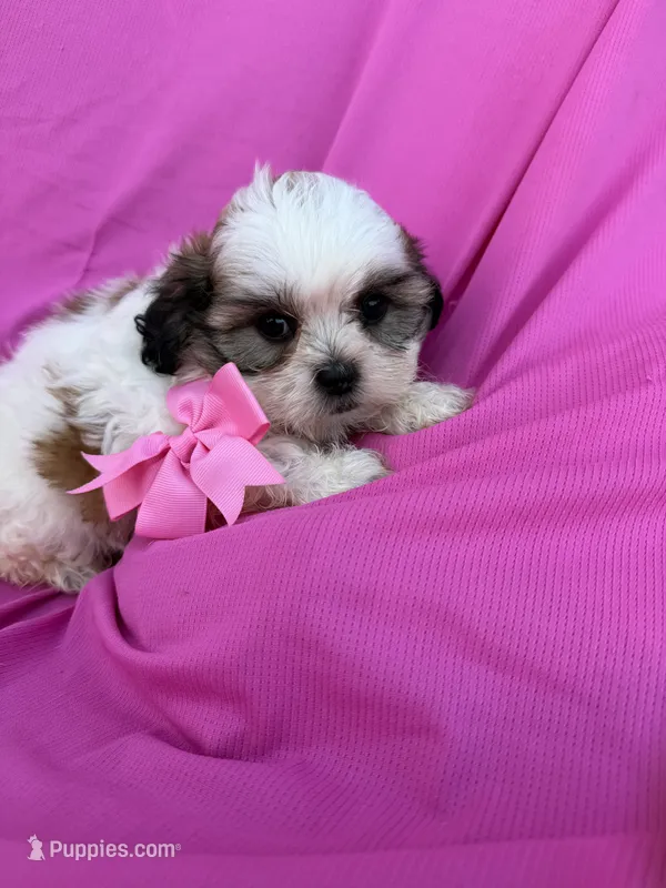 Molly – Shichon puppy for sale in Sioux Center, IA