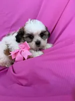 Molly, a female Shichon for sale in Sioux Center, IA – 1 of 1
