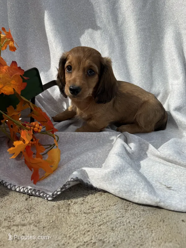 Maverick – Miniature Dachshund puppy for sale in Sioux Center, IA