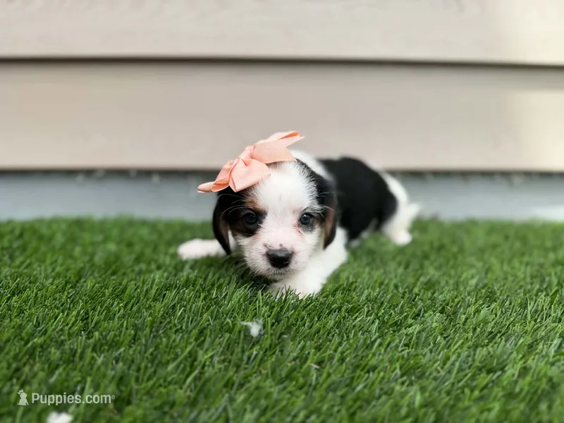 Rita – Shorkie puppy for sale in Sioux Center, IA