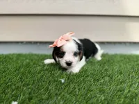 Rita, a female Shorkie for sale in Sioux Center, IA – 1 of 2