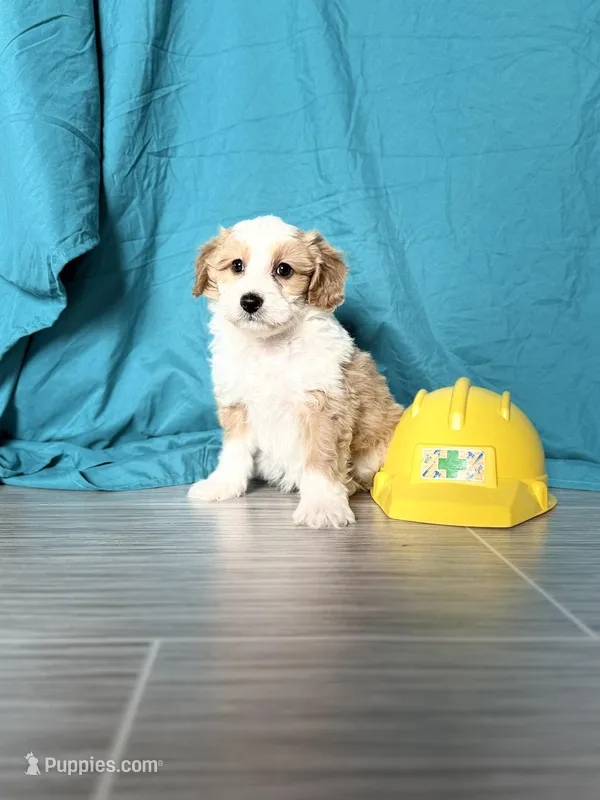 Stetson – Poodle - Miniature , Miniature American Shepherd puppy for sale in Sioux Center, IA