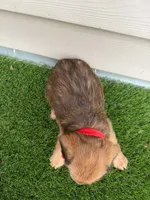 Rusty, a male Shorkie for sale in Sioux Center, IA – 2 of 2