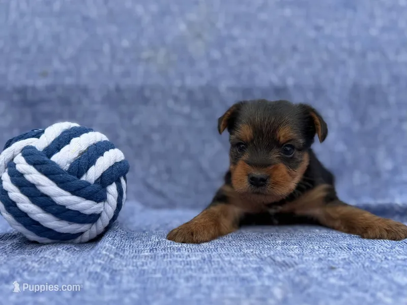 Landon – Yorkshire Terrier puppy for sale in Sioux Center, IA