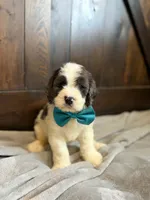 Matt, a male Cockapoo for sale in Sioux Center, IA – 1 of 2