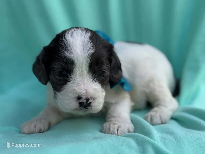 Matt – Cockapoo puppy for sale in Sioux Center, IA