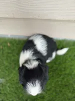Riggins, a male Shorkie for sale in Sioux Center, IA – 2 of 2