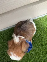 Reid, a male Shorkie for sale in Sioux Center, IA – 2 of 2