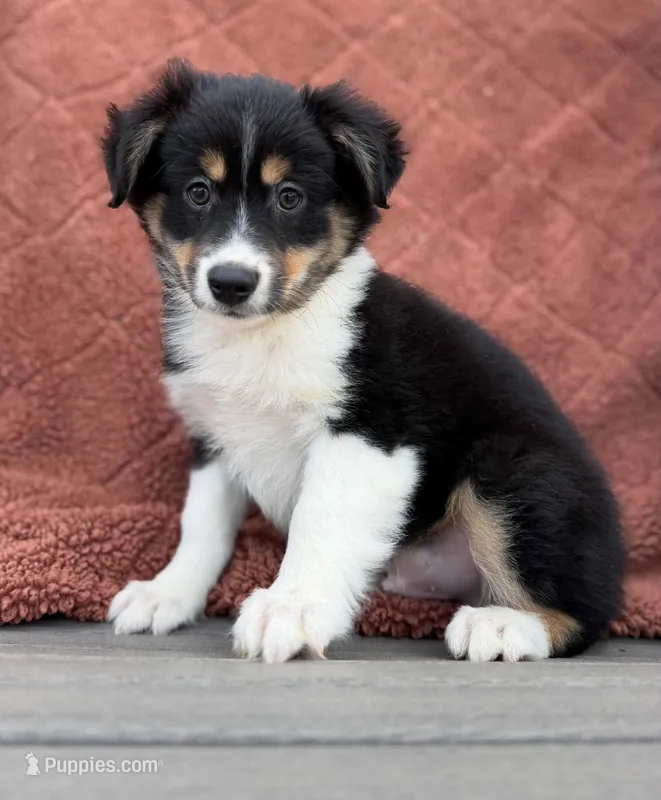 Nate – Miniature Australian Shepherd puppy for sale in Sioux Center, IA