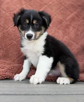 Nate, a male Miniature Australian Shepherd for sale in Sioux Center, IA – 1 of 1