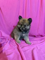 Penny, a female Pomeranian for sale in Sioux Center, IA – 1 of 1