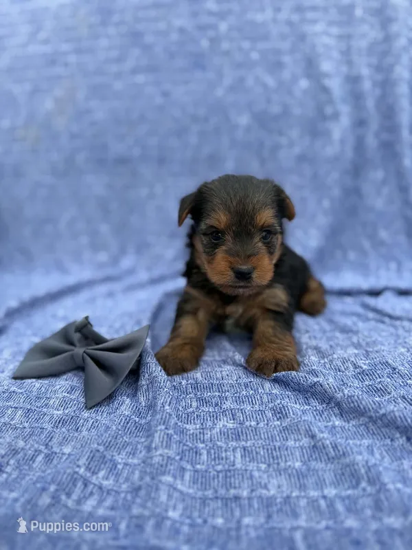 Levi – Yorkshire Terrier puppy for sale in Sioux Center, IA