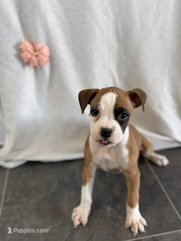 Faith – Boxer puppy for sale in Sioux Center, IA