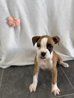 Faith, a female Boxer for sale in Sioux Center, IA – 1 of 1