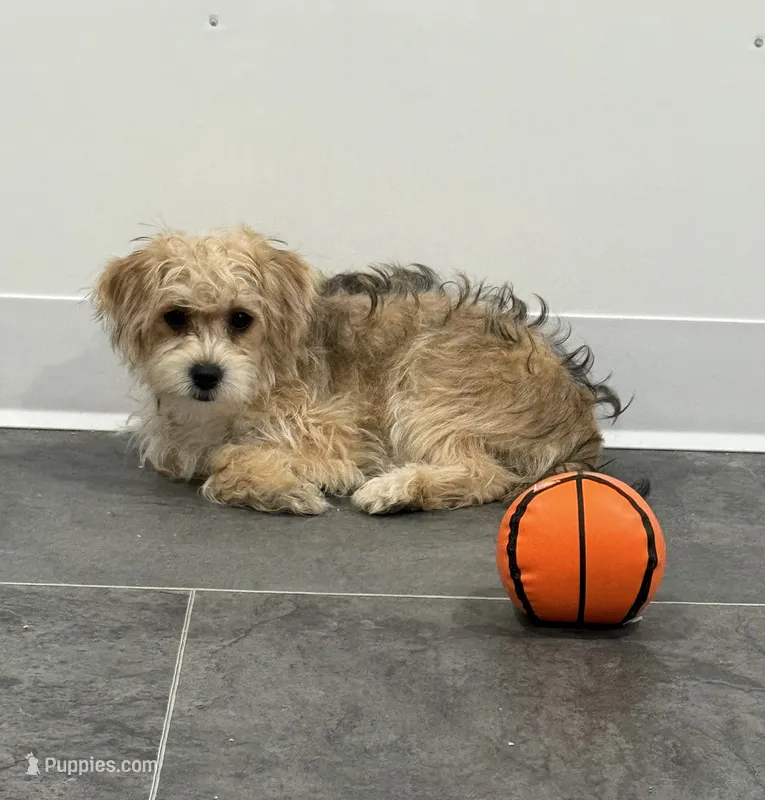 Rusty – Bichon Frise, Yorkshire Terrier puppy for sale in Sioux Center, IA