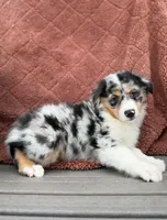 Tex, a male Miniature American Shepherd for sale in Sioux Center, IA – 2 of 2