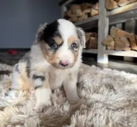 Landry, a female Miniature Australian Shepherd for sale in Sioux Center, IA – Photo 1 of 3
