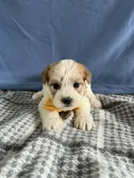 Ranger, a male Bichon Frise and Yorkshire Terrier for sale in Sioux Center, IA – Photo 1 of 2