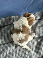 Ranger, a male Bichon Frise and Yorkshire Terrier for sale in Sioux Center, IA – Photo 2 of 2