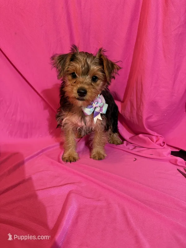 Lina – Yorkshire Terrier puppy for sale in Sioux Center, IA