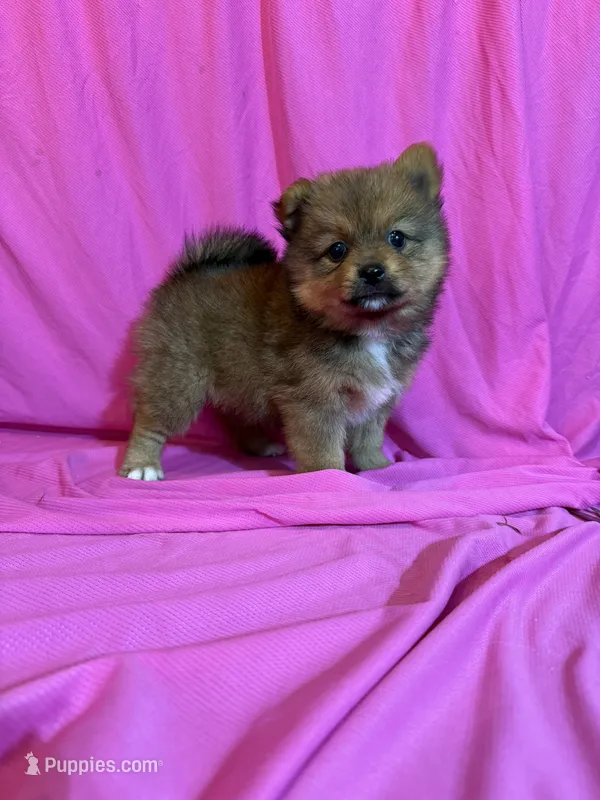 Poppy – Pomeranian puppy for sale in Sioux Center, IA