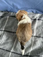 Rocky, a male Bichon Frise and Yorkshire Terrier for sale in Sioux Center, IA – Photo 2 of 2