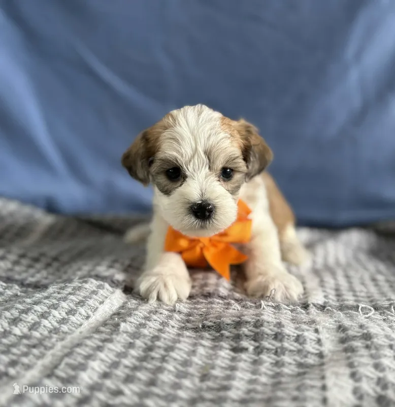 Rocky – Bichon Frise, Yorkshire Terrier puppy for sale in Sioux Center, IA