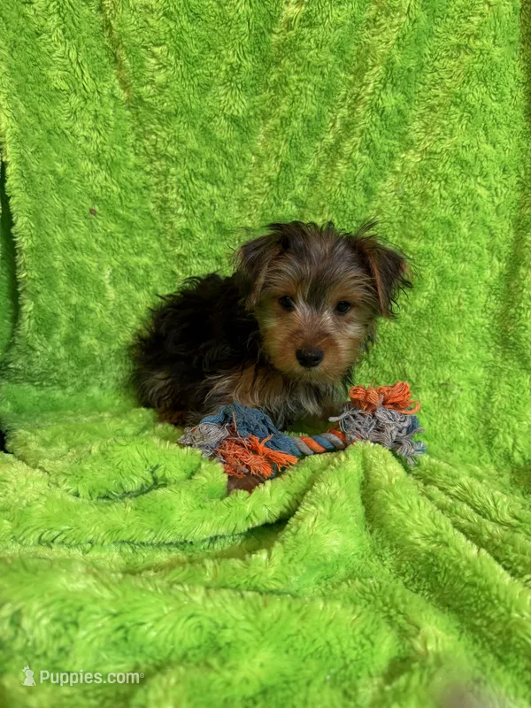 Levi – Yorkshire Terrier puppy for sale in Sioux Center, IA