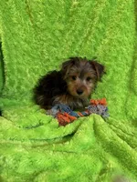 Levi, a male Yorkshire Terrier for sale in Sioux Center, IA – 1 of 1