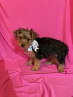 Lina, a female Yorkshire Terrier for sale in Sioux Center, IA – 2 of 2
