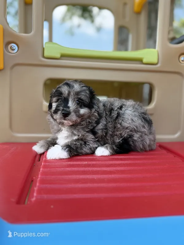 Beau  – Miniature Aussiedoodle puppy for sale in Sioux Center, IA