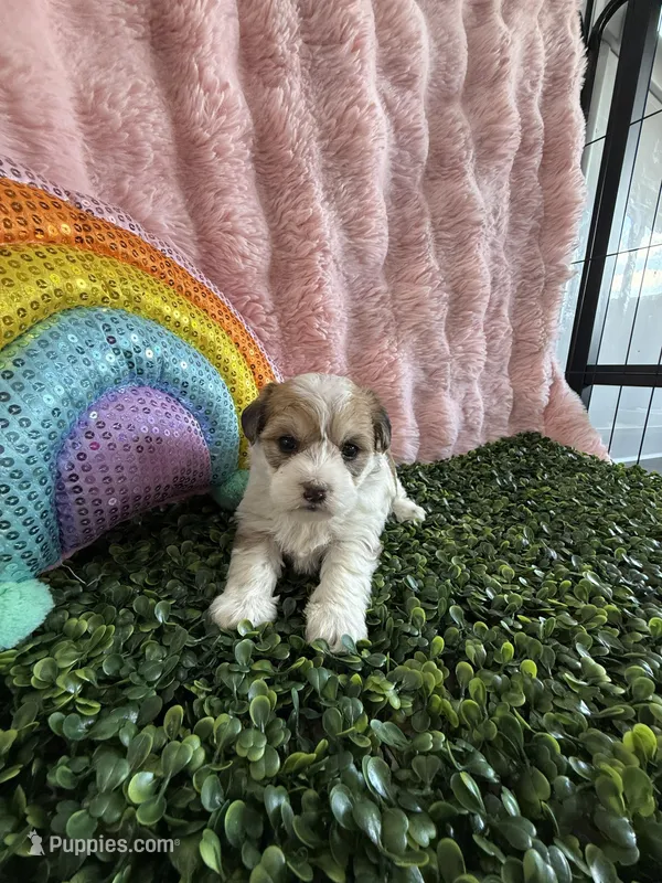 Grace – Bichon Frise, Yorkshire Terrier puppy for sale in Sioux Center, IA