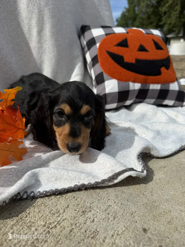 Malcom – Miniature Dachshund puppy for sale in Sioux Center, IA