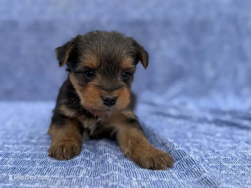 Lane – Yorkshire Terrier puppy for sale in Sioux Center, IA