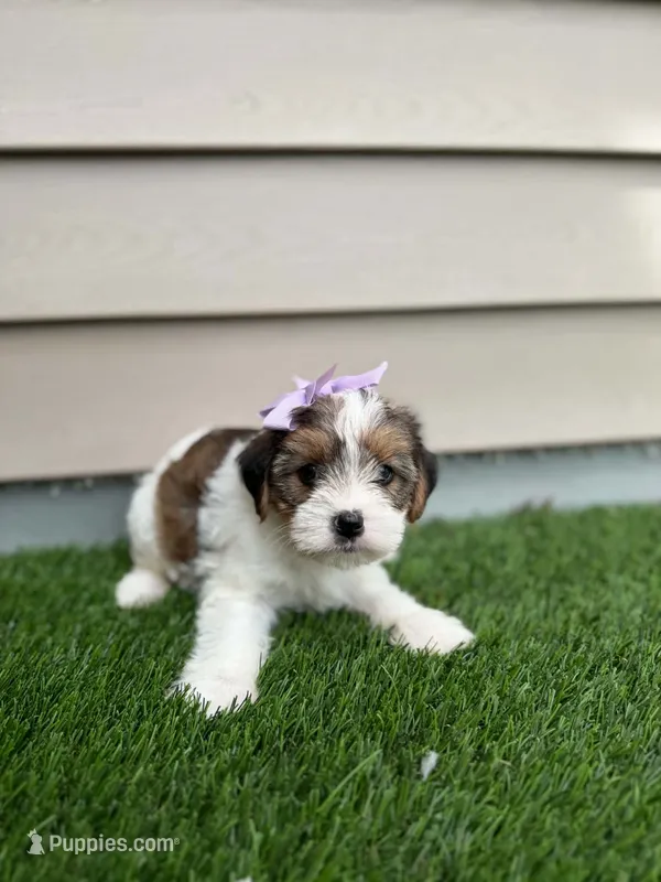 Rolli – Shorkie puppy for sale in Sioux Center, IA