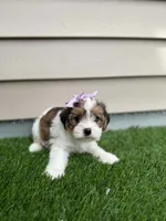 Rolli, a female Shorkie for sale in Sioux Center, IA – 1 of 1