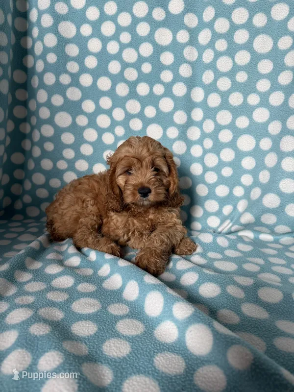 Sam – Cockapoo puppy for sale in Sioux Center, IA