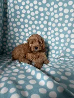 Sam, a male Cockapoo for sale in Sioux Center, IA – 1 of 1