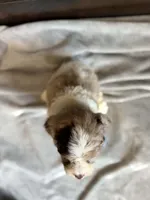 Marty, a male Cockapoo for sale in Sioux Center, IA – 2 of 2