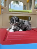 Lucas, a male Poodle - Miniature  and Miniature Australian Shepherd for sale in Sioux Center, IA – 1 of 1