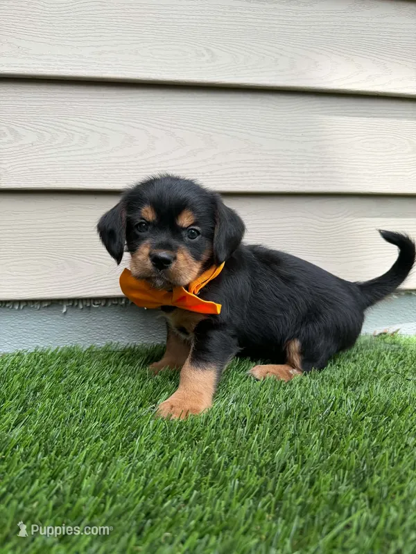 Rex – Shorkie puppy for sale in Sioux Center, IA