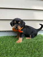 Rex, a male Shorkie for sale in Sioux Center, IA – 1 of 2