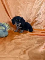 Molly, a female Miniature Dachshund for sale in Sioux Center, IA – 1 of 1
