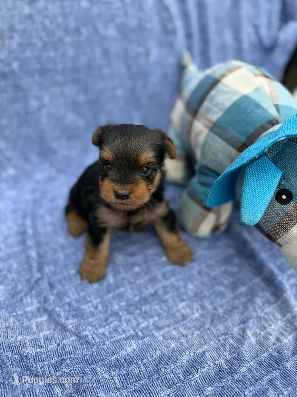 Lucas – Yorkshire Terrier puppy for sale in Sioux Center, IA
