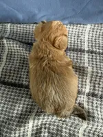 Rudy, a male Bichon Frise and Yorkshire Terrier for sale in Sioux Center, IA – Photo 2 of 2