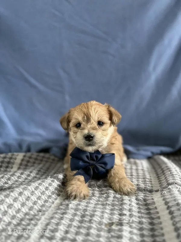 Rudy – Bichon Frise, Yorkshire Terrier puppy for sale in Sioux Center, IA