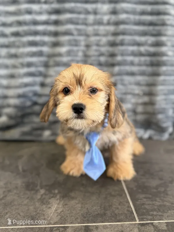 Logan – Shih Tzu, Yorkshire Terrier puppy for sale in Sioux Center, IA