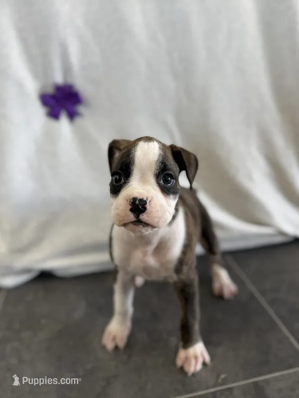 Freya – Boxer puppy for sale in Sioux Center, IA