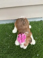 Rosey, a female Shorkie for sale in Sioux Center, IA – 2 of 2